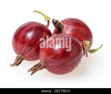Groseilles isolé sur fond blanc Banque D'Images