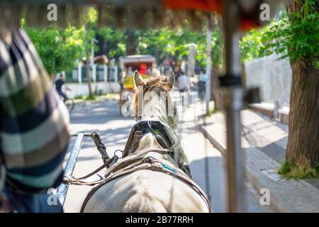 Vue arrière d'une excursion d'équitation traditionnelle de phaeton avec vue sur Buyukada. Buyukada est un quartier dans le quartier Adalar d'Istanbul, en Turquie. Banque D'Images