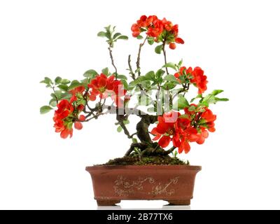 Quince Bonsai avec des fleurs rouges dans un pot de brique isolé sur fond blanc Banque D'Images