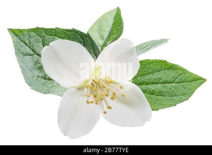 Fleur de jasmin en fleurs avec des feuilles de jasmin isolées sur fond blanc. Banque D'Images