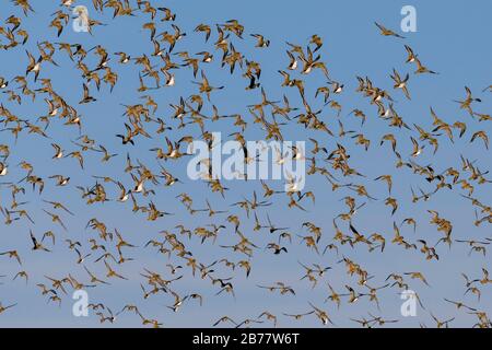 Pluvier doré européen (Pluvialis abricaria), écluse d'oiseaux en vol, sentier de découverte de la nature Langwarder Groden, Langwarden, péninsule de Butjadingen Banque D'Images