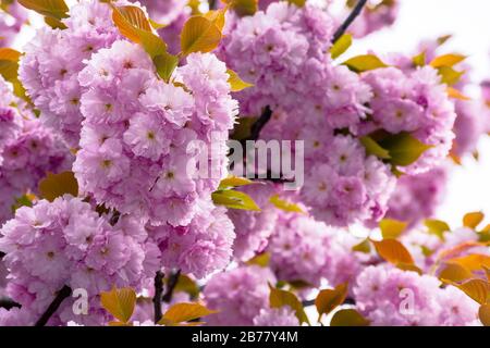 fleurs de cerisier arrière-plan. belles fleurs roses sur les branches au printemps Banque D'Images