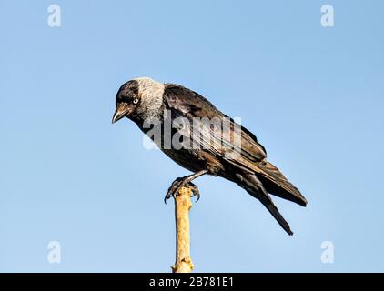 Jackdaw, corvus monédulaire, perché sur une branche Banque D'Images