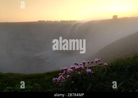 Une brume nocturne avec des thrift de mer sur les falaises accidentées des Bullers de Buchan, près de Peterhead, Buchan, Aberdeenshire, Écosse. Banque D'Images