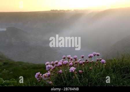 Une brume nocturne avec des thrift de mer sur les falaises accidentées des Bullers de Buchan, près de Peterhead, Buchan, Aberdeenshire, Écosse. Banque D'Images