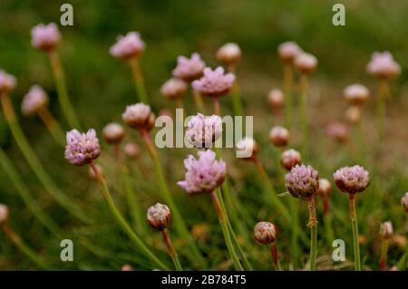 Sea Thrift sur les falaises accidentées des Bullers de Buchan, près de Peterhead, Buchan, Aberdeenshire, Écosse. Banque D'Images