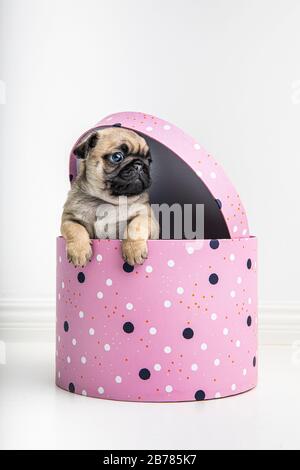 Un adorable chiot Pug de six semaines de race pubrée à partir d'une boîte cadeau rose mignonne. Le chiot est fauve beige et noir et ses pattes pendent sur le bo Banque D'Images