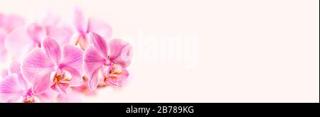 Magnifique arrière-plan floral. Orchidées de phalaenopsis rose sur fond clair. Couleurs pastel. Mise au point sélective. Gros plan. Banque D'Images
