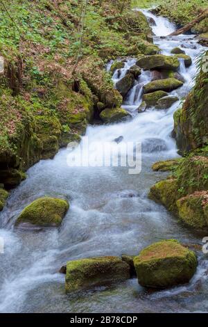 ruisseau rapide de l'eau dans la forêt. flux puissant parmi les roches de mousse. beau paysage de la nature au printemps. feuillage vert vif sur les arbres Banque D'Images