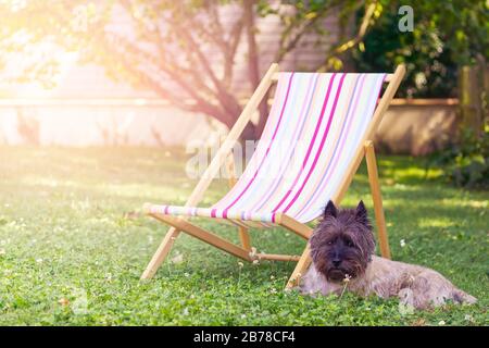 Coucher de soleil sur la pelouse du jardin avec un chien posé sur l'herbe devant une chaise longue. Banque D'Images