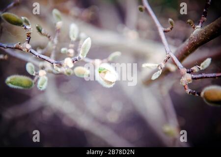 Belle en bourgeons de fleurs sur une jeune branche d'arbre magnolia avec un fond flou déflou Banque D'Images