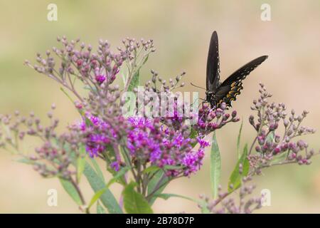 Le papillon monarque rassemble du pollen de petites fleurs violettes dans un pré de Pennsylvanie en été Banque D'Images