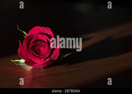 Intérieur encore vie d'une rose rouge posée sur une surface en bois poli contre un fond sombre flou Banque D'Images