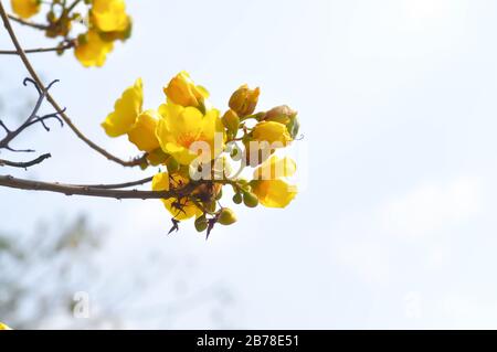 Coton jaune, arbre en soie ou COCHLOSPERMACEAE Banque D'Images