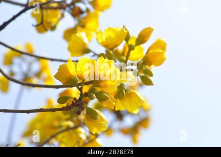 Coton jaune, arbre en soie ou COCHLOSPERMACEAE Banque D'Images