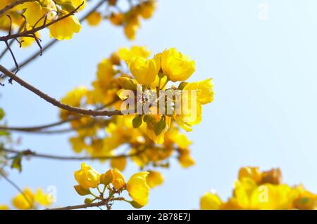 Coton jaune, arbre en soie ou COCHLOSPERMACEAE Banque D'Images