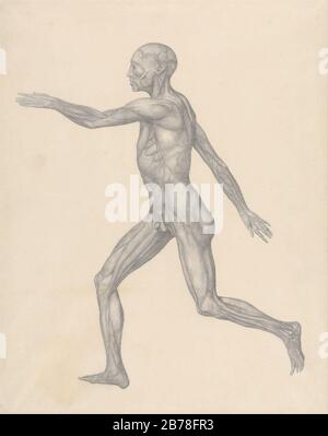 George Stubbs - exposition anatomique comparée de la structure du corps humain avec Celle d'un tigre et d'une Co... Banque D'Images