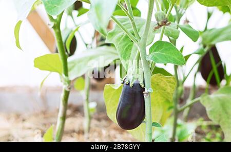 La croissance de l'aubergine dans une serre. Aubergine mûre dans le jardin à proximité. Le concept de l'agriculture biologique. Banque D'Images