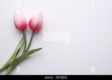 vue de dessus des fleurs de tulipes de couleur rose sur fond blanc Banque D'Images
