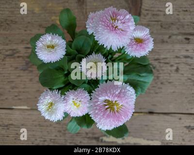 Gros plan sur une guirlande Banque D'Images