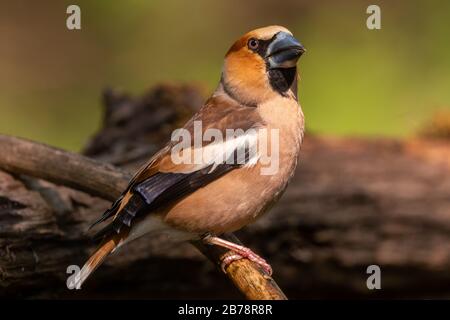 Hawfinch - Coccothraustes coccothraustes, magnifique oiseau perché de couleur des forêts du Vieux monde, Hortobagy, Hongrie. Banque D'Images