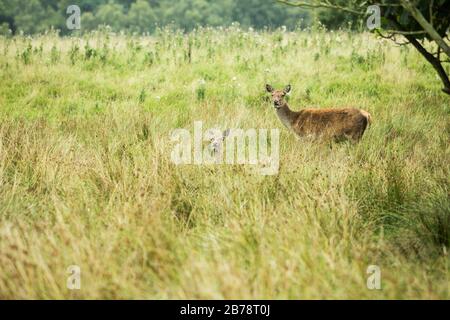 Deux jeunes cerfs rouges (cervus elaphus) nains reposent dans le parc de Tatton à herbe longue, Knutsford Cheshire, Angleterre Banque D'Images