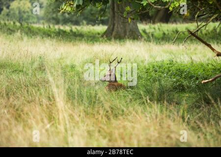 Deux jeunes cerfs rouges (cervus elaphus) nains reposent dans le parc de Tatton à herbe longue, Knutsford Cheshire, Angleterre Banque D'Images
