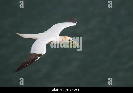 Le gannet du nord vole avec du matériel de nidification, réserve naturelle de Bempton Cliffs, Yorkshire de l'est, Angleterre, Royaume-Uni Banque D'Images