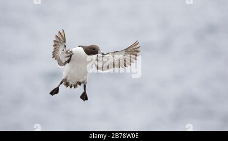 guillemot commun volant au-dessus de la mer, îles Farne, Northumberland, Angleterre Banque D'Images