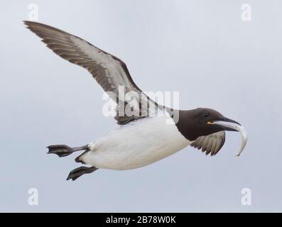 guillemot commun avec un poisson dans sa facture, volant au-dessus de la mer, îles Farne, Northumberland, Angleterre Banque D'Images