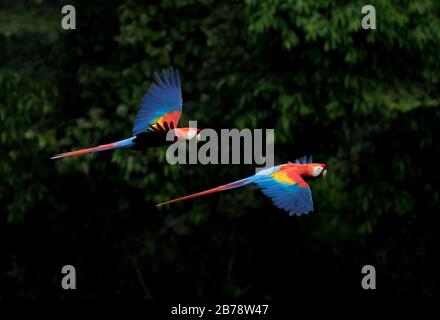 Deux aras à écarlate volant dans le parc national de Manu, Amazon, Amérique du Sud Banque D'Images