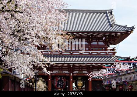 Les cerisiers de Sakura fleurissent pendant le temps Hanami devant la porte Hozomon, le temple Senso-ji, Asakusa, Tokyo, Japon Banque D'Images