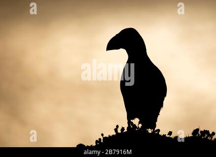 Puffin de l'Atlantique donnant sur la mer à partir d'une falaise, l'île Fair, Shetland, Ecosse, Royaume-Uni Banque D'Images