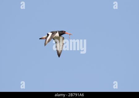 Oystercatcher volant avec un ver dans son projet de loi, York, Yorkshire du Nord, Angleterre, Royaume-Uni Banque D'Images