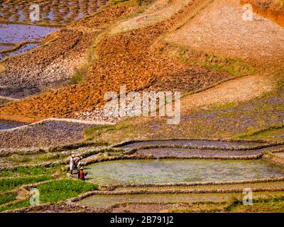 Rizières multicolores dans les hautes terres de Madagascar Banque D'Images