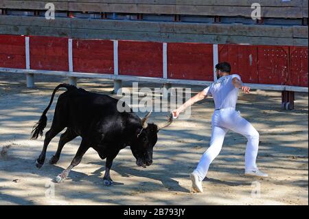 Cours camarguaise dans le sud de la france Banque D'Images