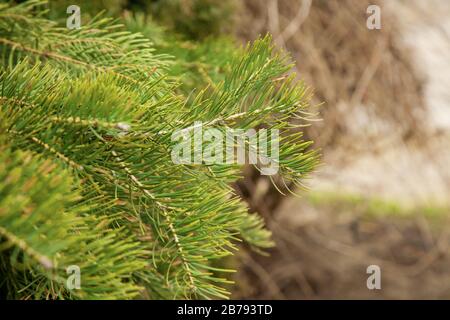 Branche d'épinette avec aiguilles vertes. Branche de conifères de pin . Belle branche d'épinette avec aiguilles de pin. Arbre de Noël dans la nature. Vert épinette. Fermeture de l'épinette. Banque D'Images