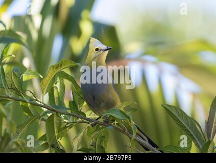 Long-tailed flycatcher soyeuse Banque D'Images