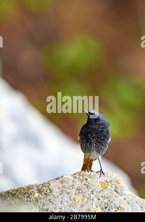 Black redstart, (Phoenicurus ochruros), Seaton Hole, Devon Banque D'Images