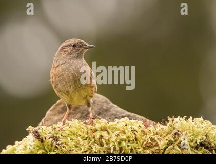 Dunnock, Prunella modularis, perché dans un jardin britannique Banque D'Images