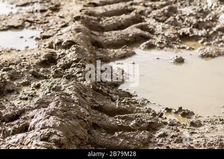 Sol humide inondé de boue dans un champ de réserve naturelle alors que le temps humide s'enferme. La bande de roulement des pneus du tracteur imprime l'impression dans la boue avec des flaques. Banque D'Images