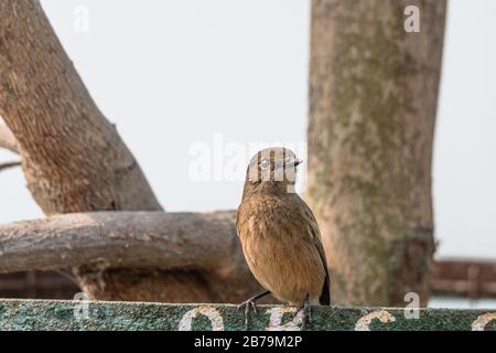 Chat de femmes dans le bush assis sur un cadre de fer à Bird Santuary Banque D'Images