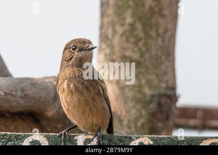 Chat de femmes dans le bush assis sur un cadre de fer à Bird Santuary Banque D'Images