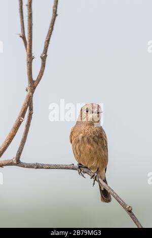 Chat de femmes dans le bush assis sur le stock de bois d'herbe Banque D'Images