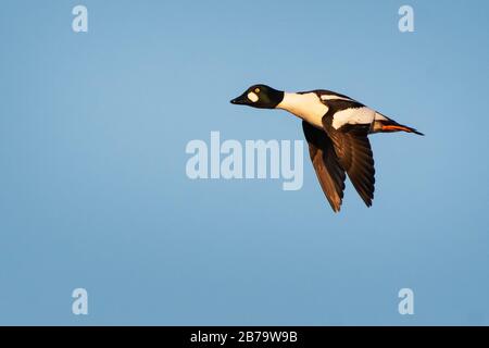 Drake goldeneye en vol Banque D'Images