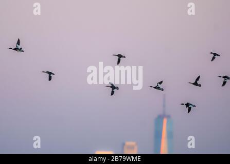 Vol de merganser croisé à l'aube contre les gratte-ciel de New York Banque D'Images