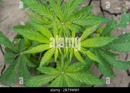 Plants de cannabis vert croissant sur le terrain - foyer sélectif, espace de copie Banque D'Images