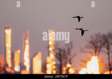 Vol de merganser croisé à l'aube contre les gratte-ciel de New York Banque D'Images