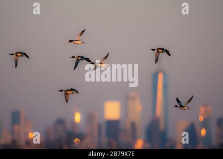 Vol de merganser croisé à l'aube contre les gratte-ciel de New York Banque D'Images