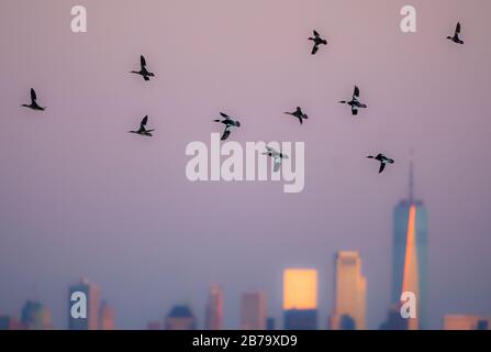 Vol de merganser croisé à l'aube contre les gratte-ciel de New York Banque D'Images